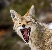 dan-coyote-howl