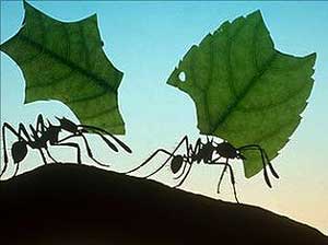 leaf-cutter-ant-1