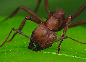 leaf-cutter-ant-4