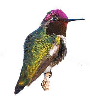 birds-annashummingbird