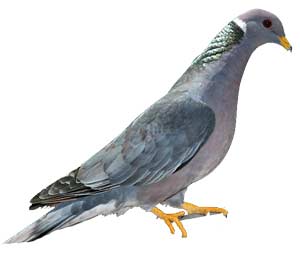 birds-bandtailedpigeon