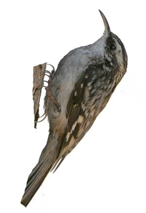 birds-browncreeper