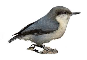 birds-pygmynuthatch