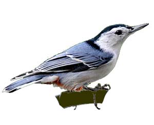 birds-whitebreastednuthatch