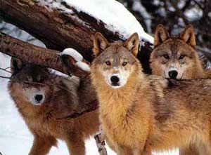 yellowstonewolves-3