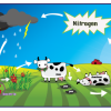 Nitrogen-Cycle-8