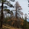 A big, beautiful, and now brown-needled ponderosa pine. 