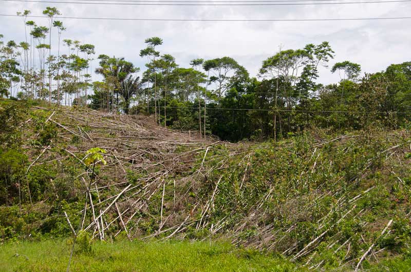 Deforestation in Ecuador