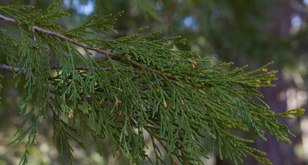 The Evergreen Cedar Tree