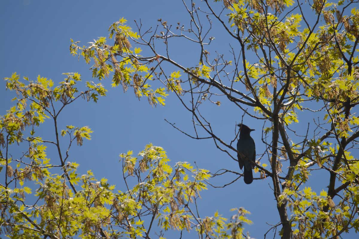 California NatureMapping - Steller's Jay Fact Sheet