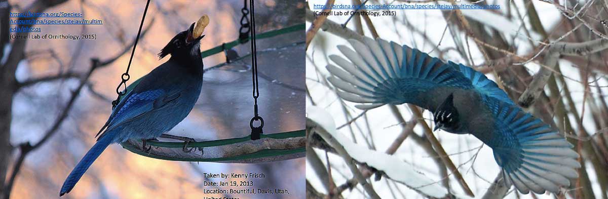 Blue Jay or Steller's Jay: That is the question