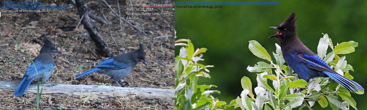 Steller's Jay Identification, All About Birds, Cornell Lab of