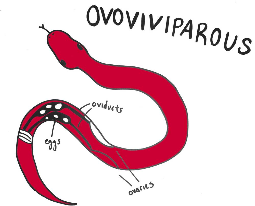 Diagram How Do Snakes Reproduce