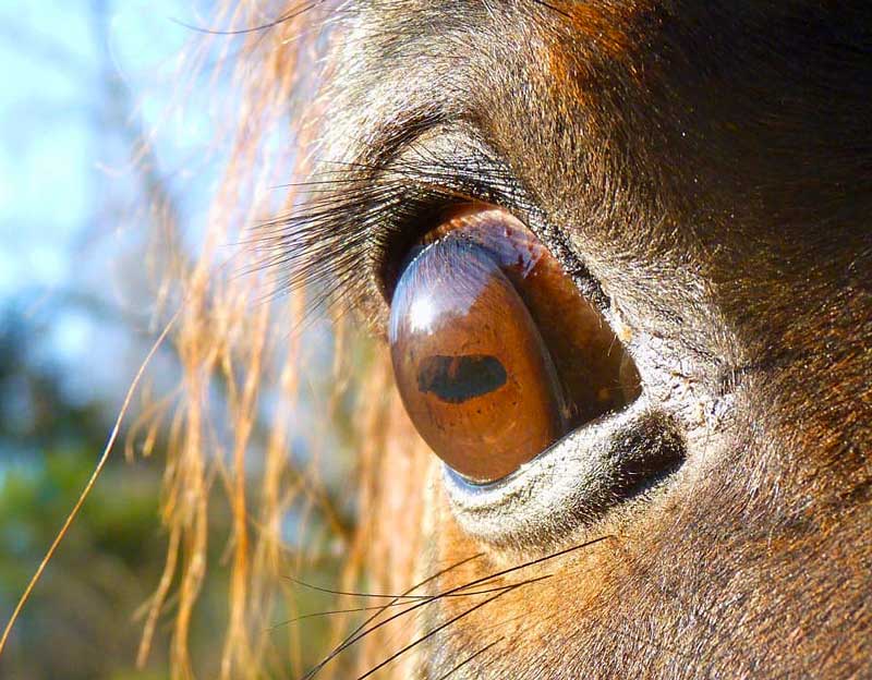 Eye Shapes Of The Animal World Hint At Differences In Our