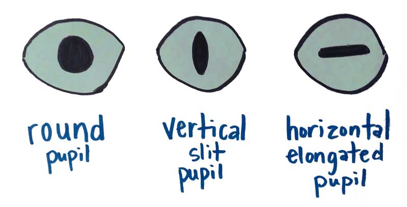 Pupils-8