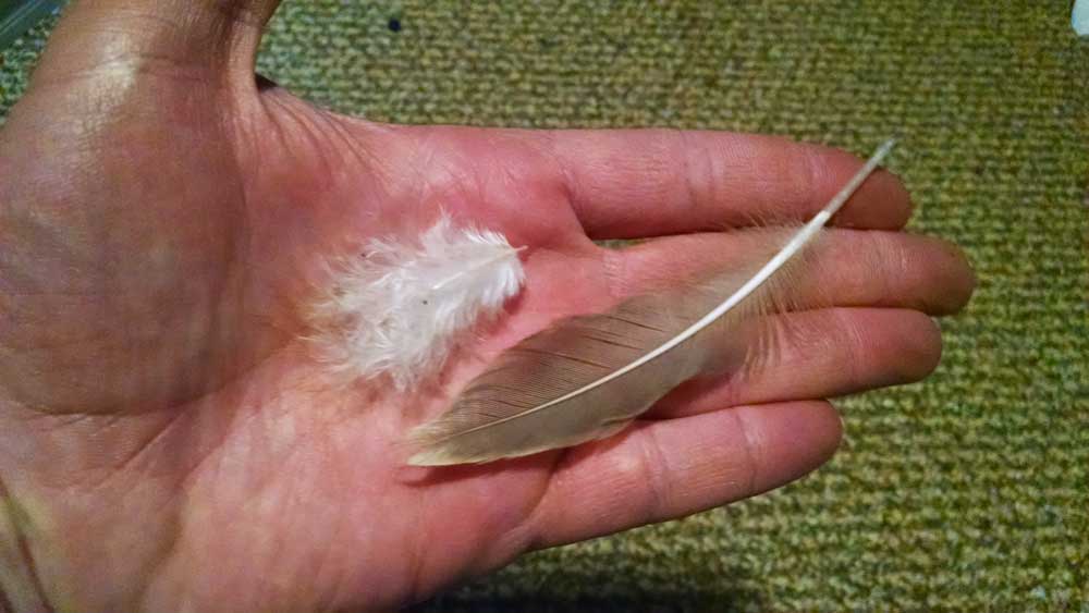Bird Feathers: Their Contours, Colors & Role In Flight